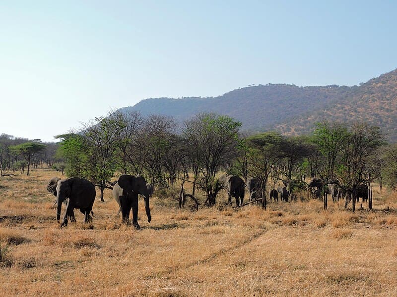 Hotels in Serengeti